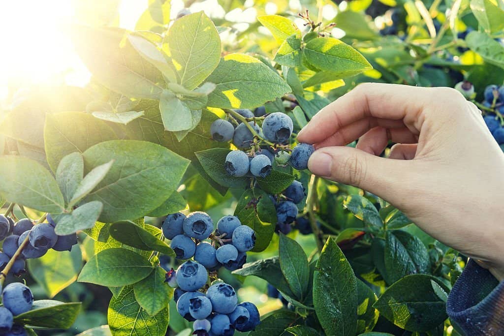 Blueberries plant