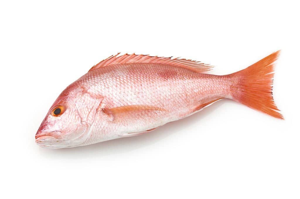 What is Red Snapper