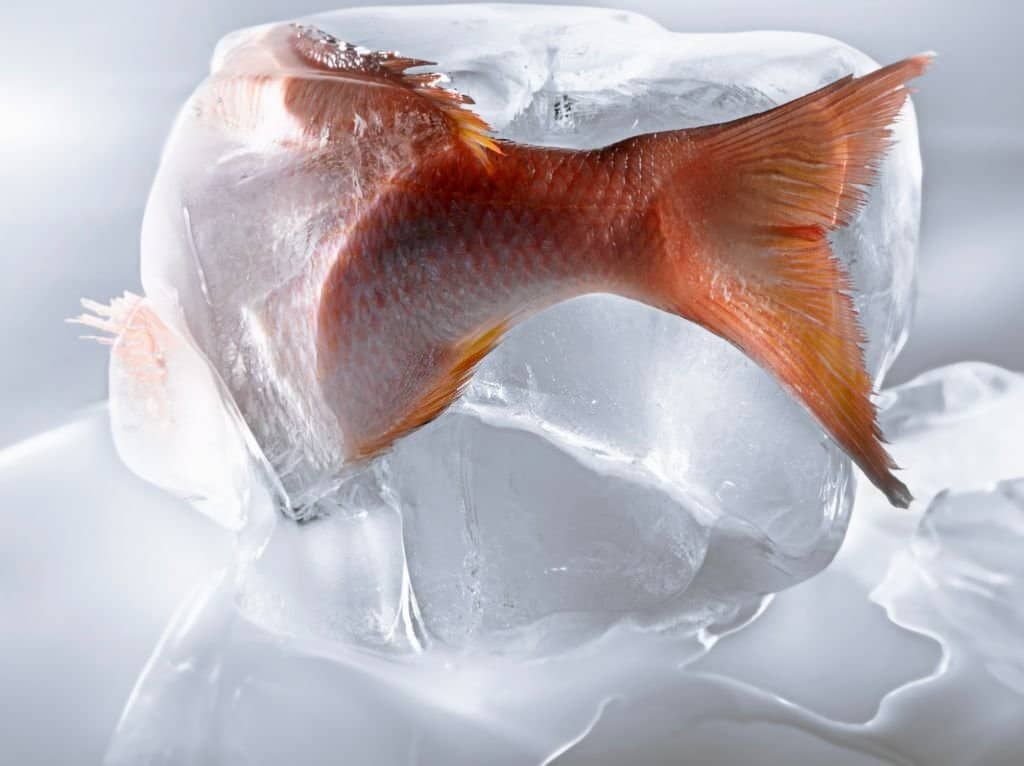 how to tell if thawed fish are bad