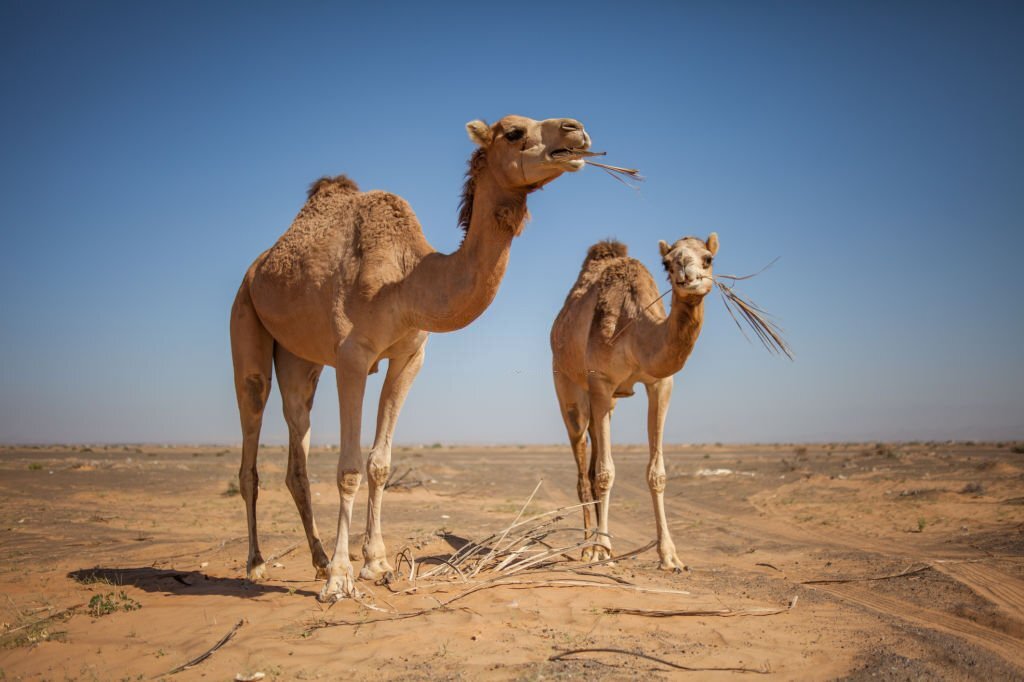 Where to buy Camel Meat